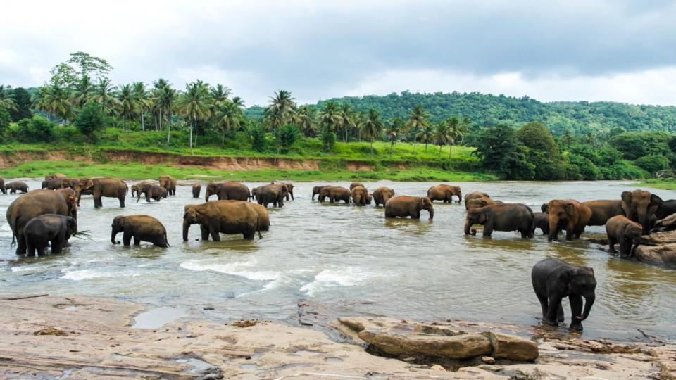Pinnnawela - top destination in Sri Lanka