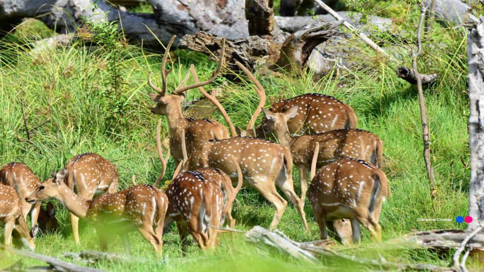Lunugamwehera National Park - top destination in Sri Lanka