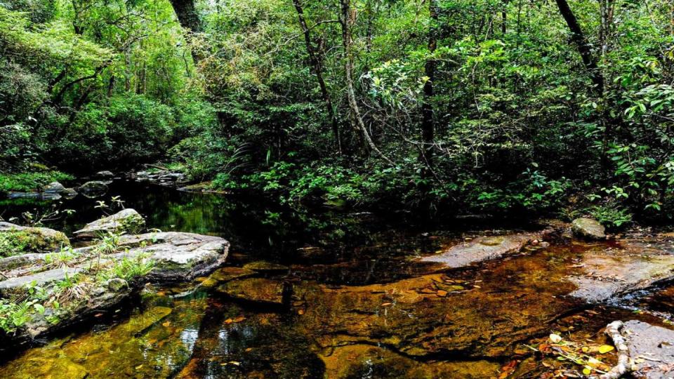 Sinharaja Forest - top destination in Sri Lanka