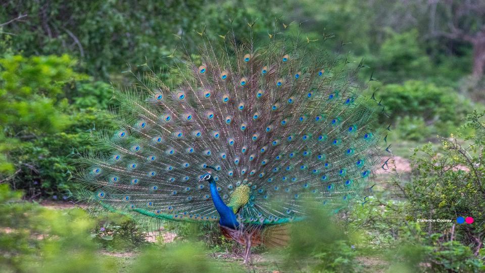 Bundala Park - top destination in Sri Lanka