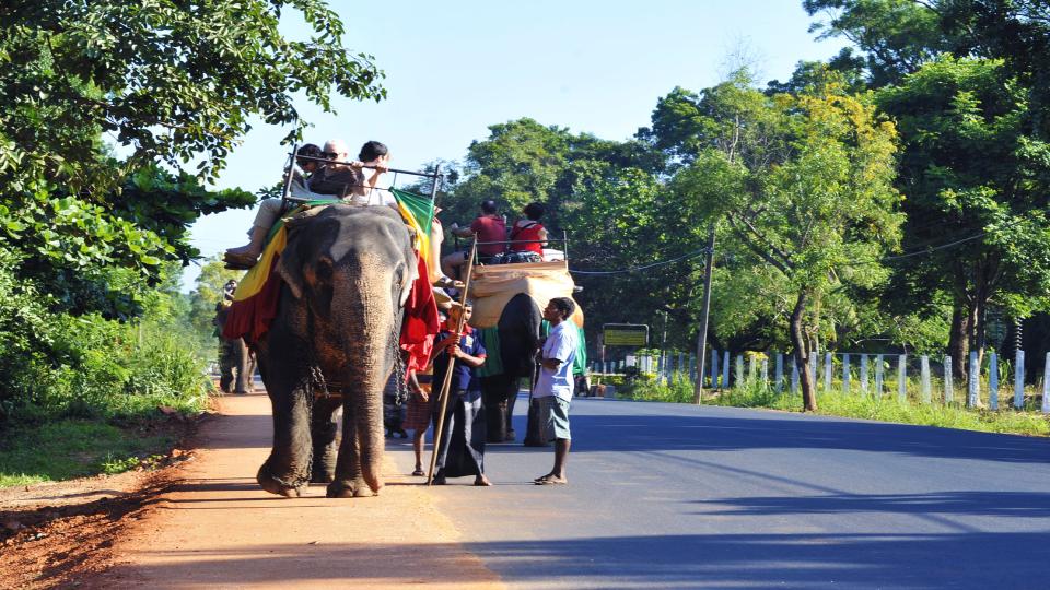 Habarana Elephant Back Safari - top destination in Sri Lanka
