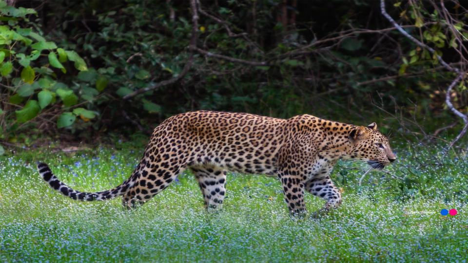 Wilpattu National Park - top destination in Sri Lanka