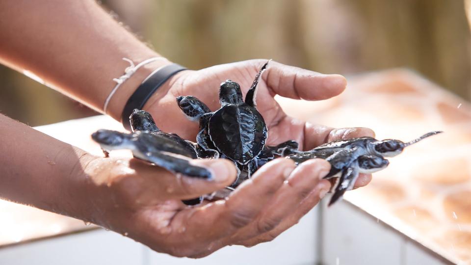 Kosgoda Turtle Hatchery - top destination in Sri Lanka