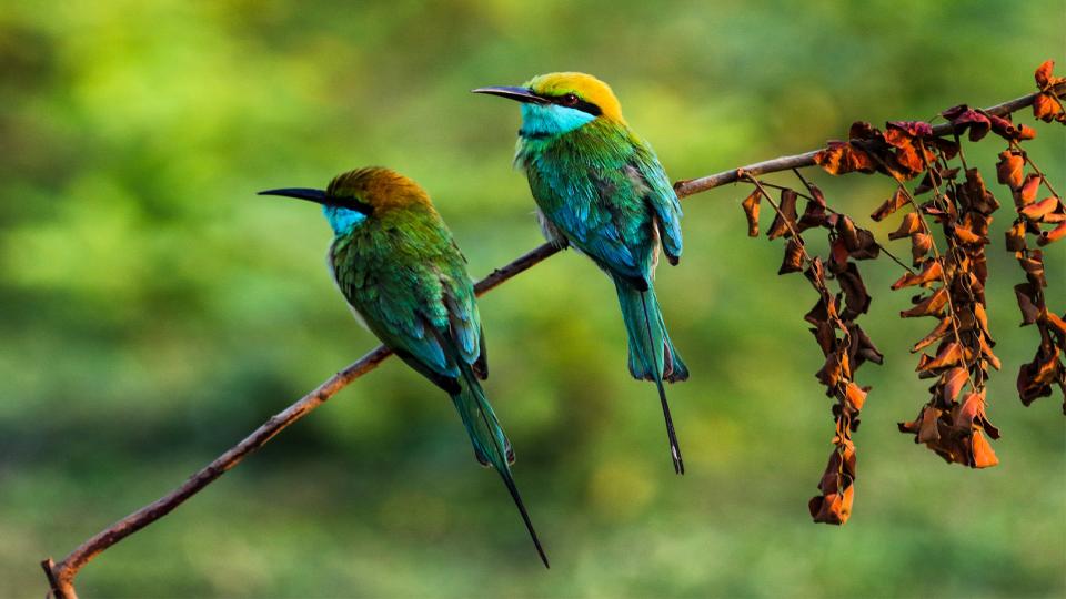 Kumana Park - top destination in Sri Lanka