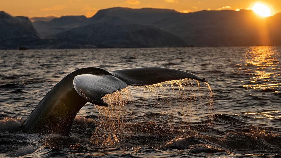 Whale and Dolphin Watching in Sri Lanka