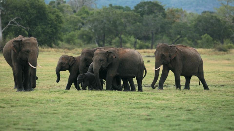 Minneriya Park - top destination in Sri Lanka