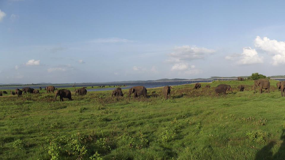 Kaudulla Park - top destination in Sri Lanka