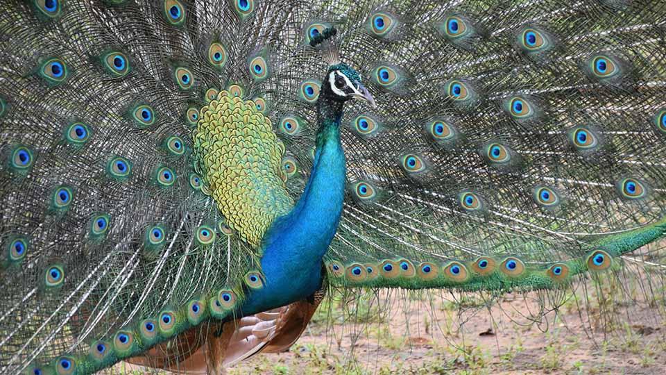 Yala National Park - top destination in Sri Lanka