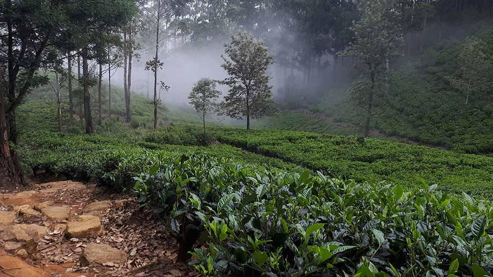 Lipton Seat - top destination in Sri Lanka