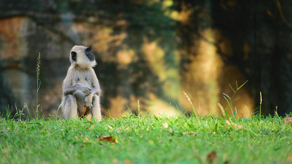 Sri Lanka Wild Life - top destination in Sri Lanka
