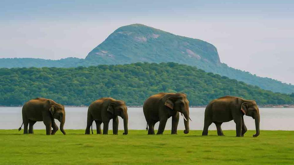 Maduru Oya National Park - top destination in Sri Lanka