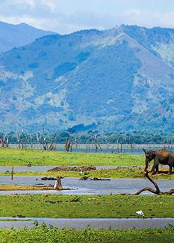 Sri Lanka woos tourists online with ‘Go on a couch safari’ – Sri Lanka travel news